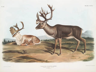 Caribou or American male reindeer 1 summer coat 2 winter coat - John Woodhouse Audubon — artwork view