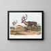 Caribou or American male reindeer 1 summer coat 2 winter coat - John Woodhouse Audubon — framed artwork on a wall