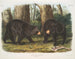 American black bear male and female - John Woodhouse Audubon — artwork view