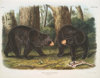 American black bear male and female - John Woodhouse Audubon — artwork view