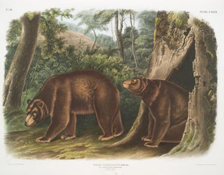 the American Black Bear, cinnamon variety, male and female - John Woodhouse Audubon — artwork view