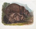 Grizzly Bear Male - John Woodhouse Audubon — artwork view