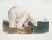 Polar bear male - John Woodhouse Audubon — artwork view