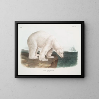 Polar bear male - John Woodhouse Audubon — framed artwork on a wall