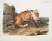 Red Fox American Male - John Woodhouse Audubon — artwork view