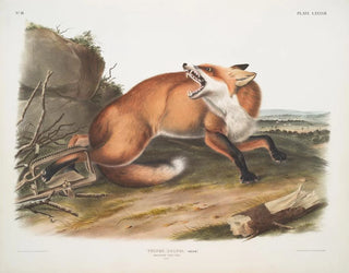 Red Fox American Male - John Woodhouse Audubon — artwork view