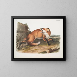 Red Fox American Male - John Woodhouse Audubon — framed artwork on a wall