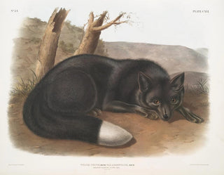 Black or silver fox American - John Woodhouse Audubon — artwork view