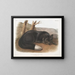 Black or silver fox American - John Woodhouse Audubon — framed artwork on a wall