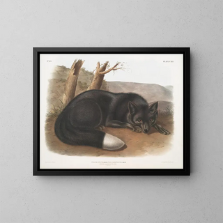 Black or silver fox American - John Woodhouse Audubon — framed artwork on a wall