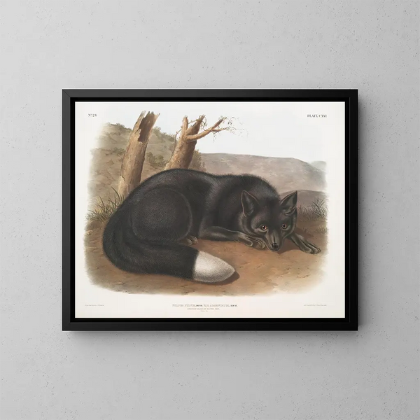 Black or silver fox American - John Woodhouse Audubon — framed artwork on a wall