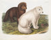 Arctic fox painting in winter and summer - John Woodhouse Audubon — artwork view