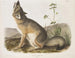 Fox quick natural size male - John Woodhouse Audubon — artwork view