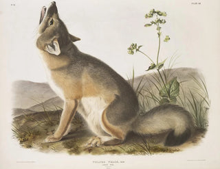 Fox quick natural size male - John Woodhouse Audubon — artwork view