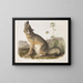 Fox quick natural size male - John Woodhouse Audubon — framed artwork on a wall