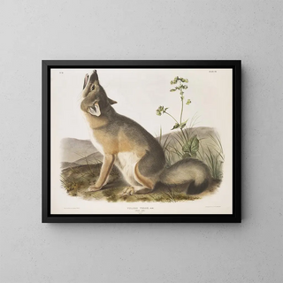 Fox quick natural size male - John Woodhouse Audubon — framed artwork on a wall