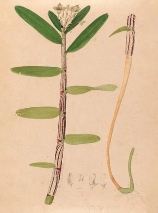 Joo Barbosa Rodrigues - Iconographie des orchidees du Bresil Pl01.webp