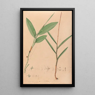 Iconography of Brazilian orchids Pl02 - João Barbosa Rodrigues — framed artwork on a wall