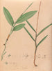 Iconography of Brazilian orchids Pl02 - João Barbosa Rodrigues — artwork view
