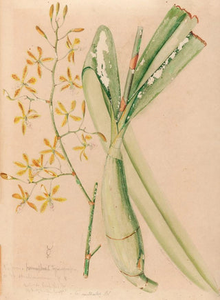 Joo Barbosa Rodrigues - Iconographie des orchidees du Bresil Pl05.webp
