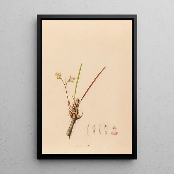 Iconography of Brazilian orchids Pl08 - João Barbosa Rodrigues — framed artwork on a wall