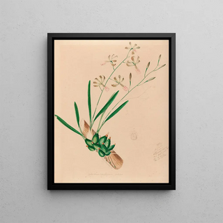 Joo Barbosa Rodrigues - Iconographie des orchidees du Bresil Pl10.webp