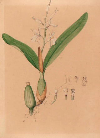 Iconography of Brazilian orchids Pl15 - João Barbosa Rodrigues — artwork view
