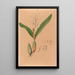 Iconography of Brazilian orchids Pl15 - João Barbosa Rodrigues — framed artwork on a wall