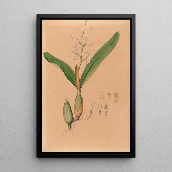 Iconography of Brazilian orchids Pl15 - João Barbosa Rodrigues — framed artwork on a wall