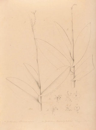 Joo Barbosa Rodrigues - Iconographie des orchidees du Bresil Pl25.webp