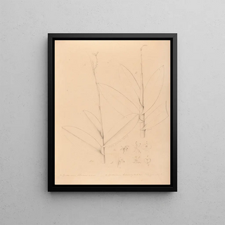 Joo Barbosa Rodrigues - Iconographie des orchidees du Bresil Pl25.webp