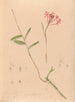 Iconographie des orchidées du Brésil Pl28 - João Barbosa Rodrigues — artwork view