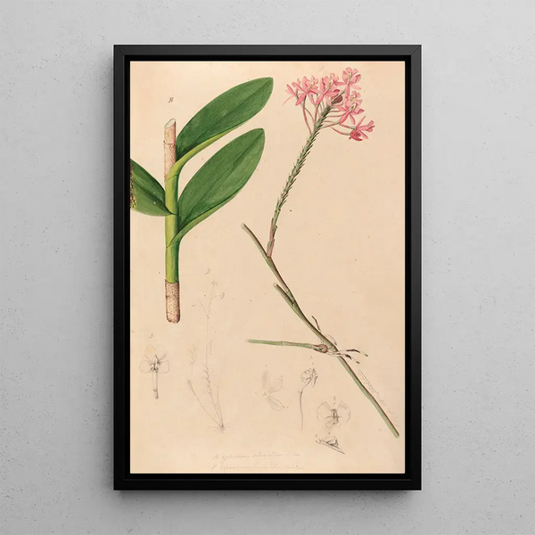 Iconography of Brazilian orchids Pl29 - João Barbosa Rodrigues — framed artwork on a wall