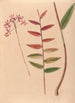 Iconography of Brazilian orchids Pl30 - João Barbosa Rodrigues — artwork view