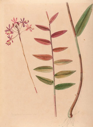 Iconography of Brazilian orchids Pl30 - João Barbosa Rodrigues — artwork view