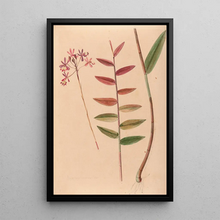 Iconography of Brazilian orchids Pl30 - João Barbosa Rodrigues — framed artwork on a wall