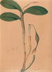 Iconographie des orchidées du Brésil Pl31 - João Barbosa Rodrigues — artwork view