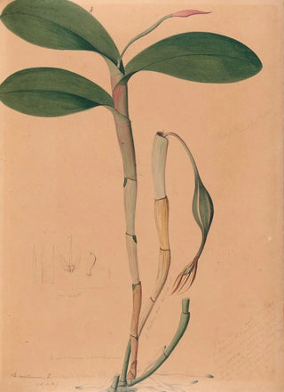 Iconographie des orchidées du Brésil Pl31 - João Barbosa Rodrigues — artwork view