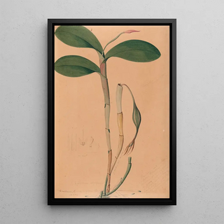 Iconographie des orchidées du Brésil Pl31 - João Barbosa Rodrigues — framed artwork on a wall