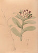 Iconography of Brazilian orchids Pl32 - João Barbosa Rodrigues — artwork view