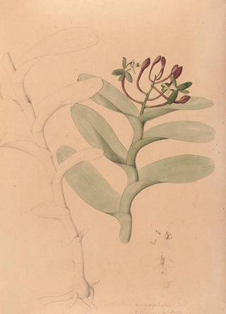 Iconography of Brazilian orchids Pl32 - João Barbosa Rodrigues — artwork view