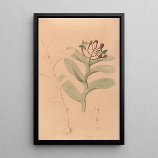 Iconography of Brazilian orchids Pl32 - João Barbosa Rodrigues — framed artwork on a wall