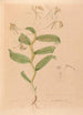Iconography of Brazilian orchids Painting Pl33 - João Barbosa Rodrigues — artwork view