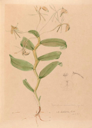 Iconography of Brazilian orchids Painting Pl33 - João Barbosa Rodrigues — artwork view