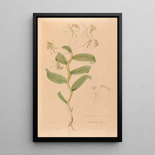 Iconography of Brazilian orchids Painting Pl33 - João Barbosa Rodrigues — framed artwork on a wall