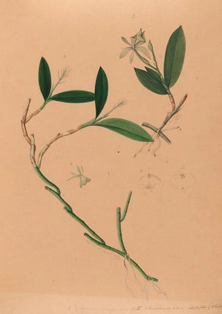 Iconographie des orchidées du Brésil Pl34 - João Barbosa Rodrigues — artwork view