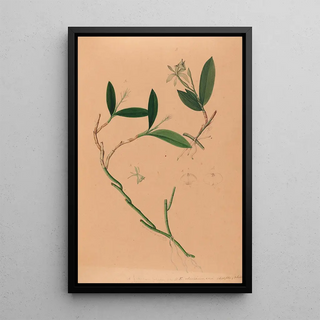 Iconographie des orchidées du Brésil Pl34 - João Barbosa Rodrigues — framed artwork on a wall