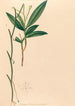Iconography of Brazilian orchids Pl35 - João Barbosa Rodrigues — artwork view