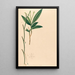 Iconography of Brazilian orchids Pl35 - João Barbosa Rodrigues — framed artwork on a wall