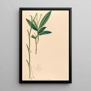 Iconography of Brazilian orchids Pl35 - João Barbosa Rodrigues — framed artwork on a wall